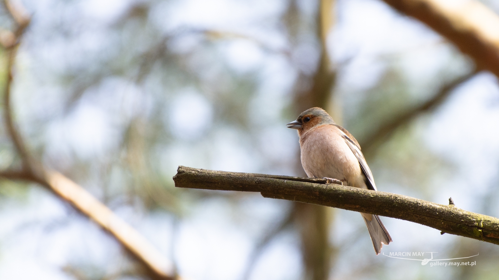 DSC_3585 DSC_3585