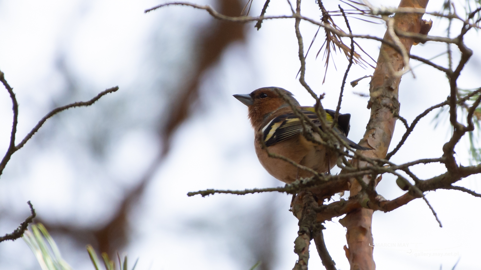 DSC_3599 DSC_3599