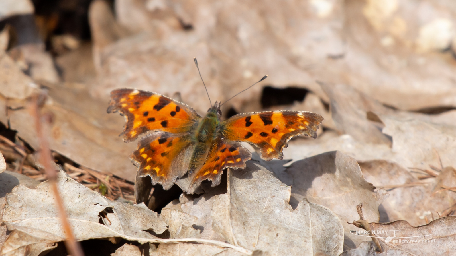 DSC_3609 DSC_3609
