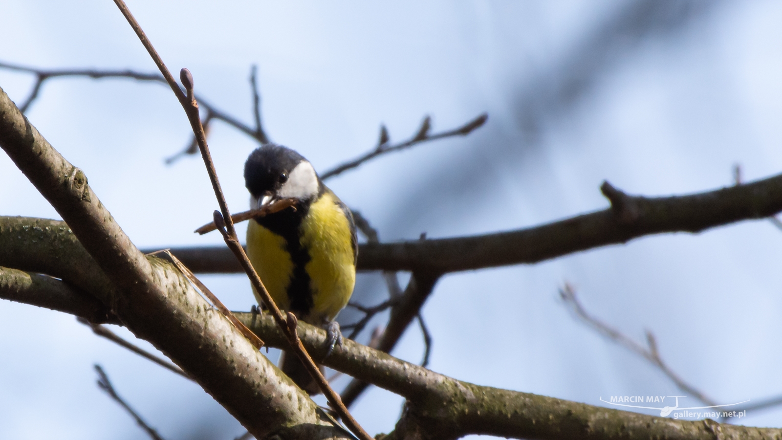 DSC_3617 DSC_3617