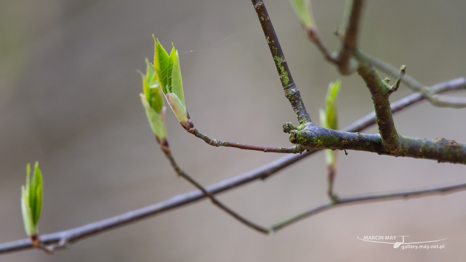 DSC_3676 DSC_3676